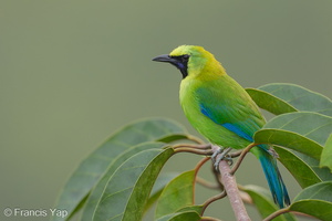 Blue-winged Leafbird-130405-106EOS1D-FY1X3073-W.jpg