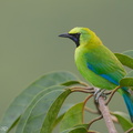 Blue-winged_Leafbird-130405-106EOS1D-FY1X3073-W.jpg