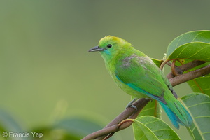 Blue-winged Leafbird-130405-106EOS1D-FY1X3178-W.jpg