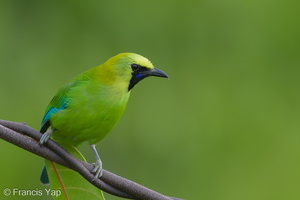 Blue-winged Leafbird-131226-112EOS1D-FY1X5484-W.jpg