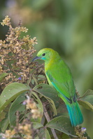 Blue-winged Leafbird-140221-114EOS1D-FY1X2850-W.jpg