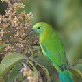 Blue-winged_Leafbird-140221-114EOS1D-FY1X2850-W.jpg