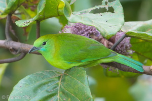 Blue-winged Leafbird-171222-106ND500-FYP_7839-W.jpg