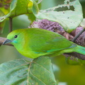 Blue-winged_Leafbird-171222-106ND500-FYP_7839-W.jpg