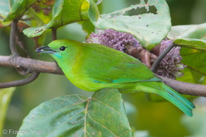 Blue-winged Leafbird-171222-106ND500-FYP_7956-W.jpg