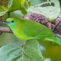 Blue-winged_Leafbird-171222-106ND500-FYP_7956-W.jpg