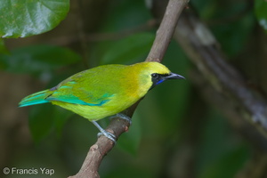 Blue-winged Leafbird-181018-111ND500-FYP_8199-W.jpg