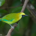 Blue-winged_Leafbird-181018-111ND500-FYP_8199-W.jpg