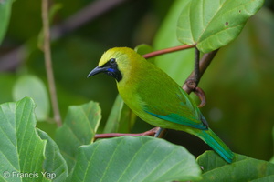 Blue-winged Leafbird-181018-111ND500-FYP_8508-W.jpg