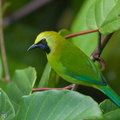 Blue-winged_Leafbird-181018-111ND500-FYP_8508-W.jpg