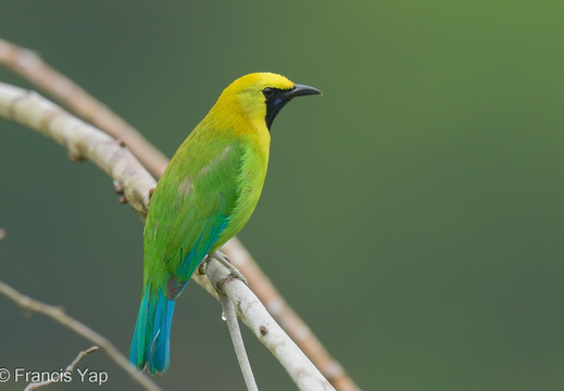 Blue-winged Leafbird - display this album Blue-winged Leafbird