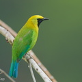 Blue-winged_Leafbird-250411-102FRYAP-FYA05878-W.jpg
