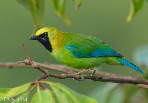 Blue-winged Leafbird