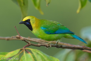 Blue-winged Leafbird-260603-196FRYAP-FYA04539-W.jpg