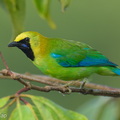Blue-winged_Leafbird-260603-196FRYAP-FYA04539-W.jpg