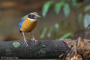 Blue-winged Pitta-120302-109EOS1D-FYAP4894-W.jpg