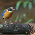 Blue-winged_Pitta-120302-109EOS1D-FYAP4894-W.jpg