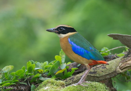 Blue-winged Pitta