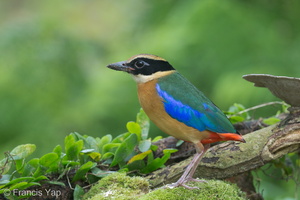 Blue-winged Pitta-131022-110EOS1D-FY1X9777-W.jpg