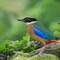 Blue-winged_Pitta-131022-110EOS1D-FY1X9777-W.jpg