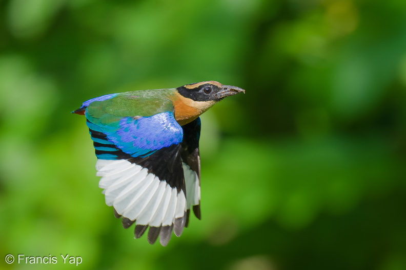 Blue-winged_Pitta-250615-111FRYAP-FYA04620-W.jpg