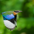 Blue-winged_Pitta-250615-111FRYAP-FYA04620-W.jpg