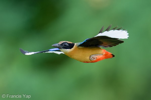 Blue-winged Pitta-260608-198FRYAP-FYA03367-W.jpg