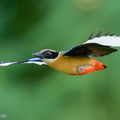 Blue-winged_Pitta-260608-198FRYAP-FYA03367-W.jpg