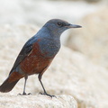 Blue_Rock_Thrush-111102-105EOS1D-FYAP8177-W.jpg