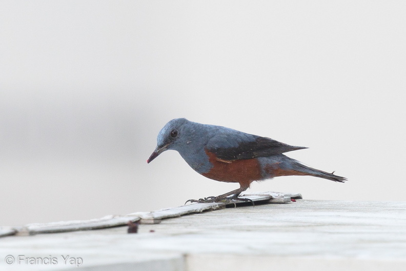 Blue_Rock_Thrush-170220-109EOS1D-F1X28721-W.jpg