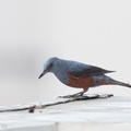 Blue_Rock_Thrush-170220-109EOS1D-F1X28721-W.jpg