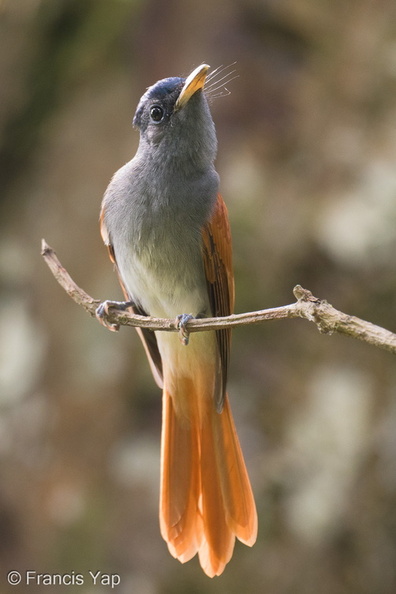 Blyths_Paradise_Flycatcher-240915-245MSDCF-FYP06927-W.jpg