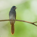 Blyths_Paradise_Flycatcher-240915-245MSDCF-FYP07727-W.jpg