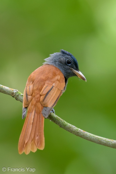 Blyths_Paradise_Flycatcher-240915-245MSDCF-FYP08768-W.jpg