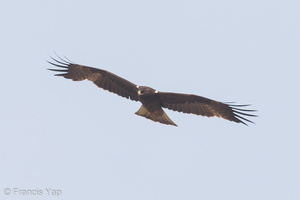 Booted Eagle-131108-111EOS1D-FY1X4357-W.jpg