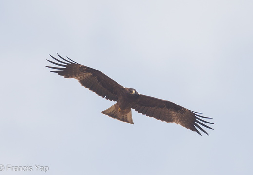 Booted Eagle