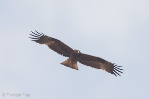 Booted Eagle-131108-111EOS1D-FY1X4367-W.jpg