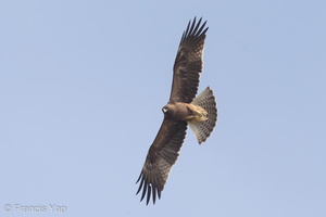 Booted Eagle-161113-107EOS1D-F1X22089-W.jpg