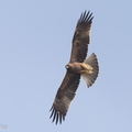 Booted_Eagle-161113-107EOS1D-F1X22089-W.jpg