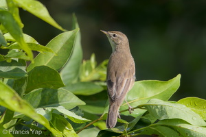 Booted Warbler-171211-106ND500-FYP_4307-W.jpg