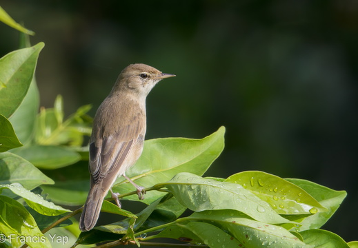 Booted Warbler