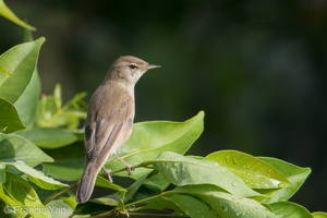 Booted Warbler-171211-106ND500-FYP_4321-W.jpg