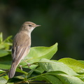 Booted_Warbler-171211-106ND500-FYP_4321-W.jpg