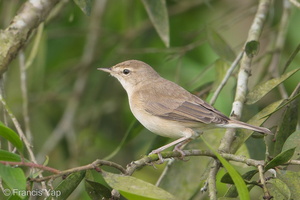 Booted Warbler-180106-107ND500-FYP_5103-W.jpg