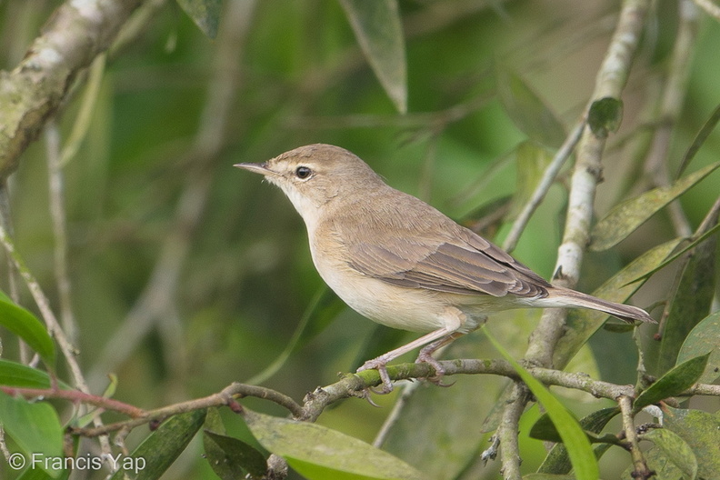 Booted_Warbler-180106-107ND500-FYP_5103-W.jpg