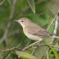 Booted_Warbler-180106-107ND500-FYP_5103-W.jpg