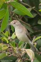 Booted Warbler-180106-107ND500-FYP_5240-W.jpg