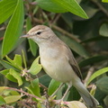 Booted_Warbler-180106-107ND500-FYP_5240-W.jpg