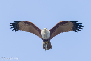 Brahminy KIte-240319-219MSDCF-FYP06849-W.jpg