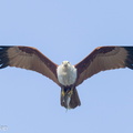 Brahminy_KIte-240319-219MSDCF-FYP06849-W.jpg